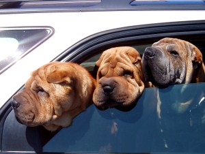 shar peis